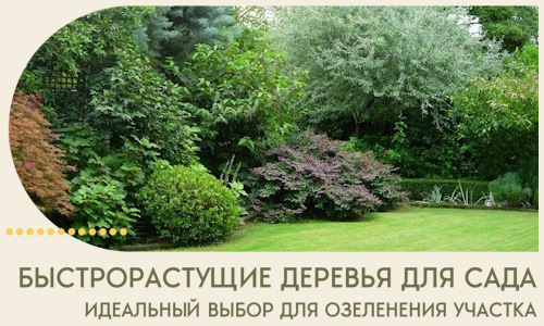 Быстрорастущие деревья для сада идеальный выбор в Ногинске