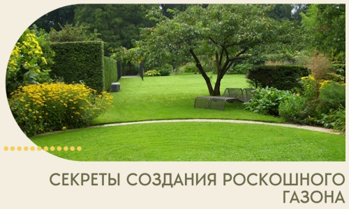 Секреты создания роскошного газона в Ногинске